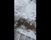 Cat hates snow but is curious about it