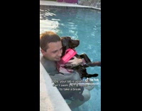 Collab dogIG_default - Man Restrains Labrador in Pool for Practice