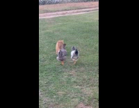 Two chickens scare away cat on yard