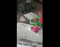 Kittens Plays with Cat while It Cleans Kitten