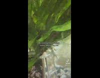 Guy eats shrimp cocktail then feeds his pet shrimp