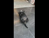 Dog lay steady in front of the bookstore