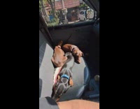 Dachshund dogs ride and sleep inside car