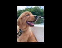 Collab Pets For All - Golden retriever grows from puppy to dog