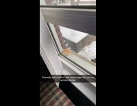 Girl sees hamburger bun on windowsill outside 