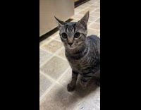 Cat Pounces on Hand then Bites it