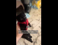 Submitter puts American Girl clothes to kitten