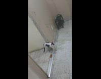 Cat heart shaped  black spot on body