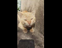 Collab PLC - Orange Cat on Wall Meows at Lady