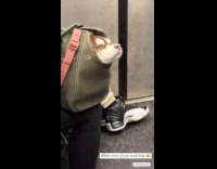 Dog peeks from inside bag riding subway
