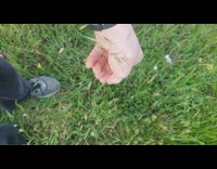 Stem of grass pulled and produces squeak