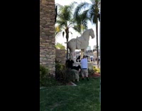 Man climbs off PF Changs horse statue and falls onto the ground