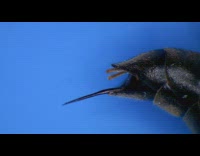 Close up of wasp bug stinging stinger 