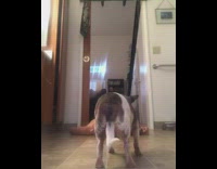 Woman pretends to die dog doesnt care