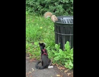 Squirrel on trash can black white cat 
