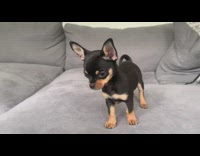 Black brown chihuahua dog stands grey couch 
