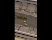 Rats on railway tracks fights over orange