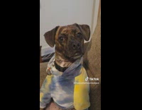 Dog raises broken foot in cast when owner asks to see it