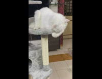 White cat on tower plays with ball 