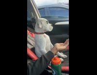 Collab BitchMP - White dog in car doesnt want to paw