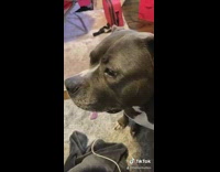 Collab Clips mpugc - Dog looks at owner concerned whimper