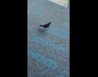 Collab winy - Pigeons Scurry Around Near People Inside Airport