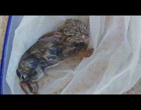 Drowned wild bunny helped and recovered from the pool