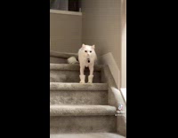 White cat with fresh cut at stairs
