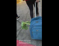 Vegetable hanging out of luggage bag 