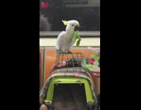 White bird eats lettuce leaf while standing on cage in subway train