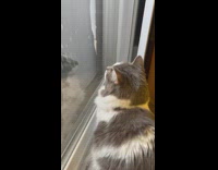 Squirrel eats on the bird feeder while cat stares