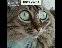 Face filter makes cat green eyes bulge