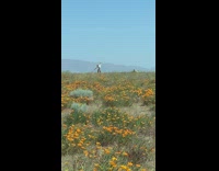 White shirt girl flips hair orange flower field 