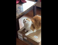 Cat froze over tape on head