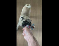 Pug plays tug of war with rope 