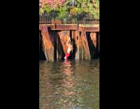 Collab WINY - Man red shorts swimming at the east river 