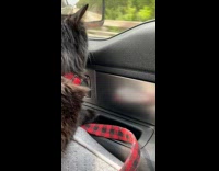 Lady Calls Cat in Car and Meows
