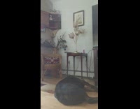 Guy scares large sleeping black dog awake 