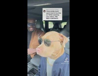 Owner and dog dresses up and chills