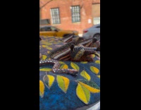 Submitter films car parked with animal design