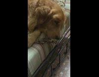 Large brown dog lays ignores girl calling