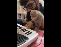 Guy makes grey kitten play keyboard piano 