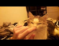 Cat gets its nose scratched by owner