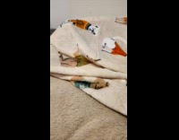 Dog lies on bed hides under blanket