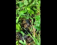 Two black spiders crawl on the ground