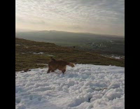 golden dog trying to catch snowball in slomo 