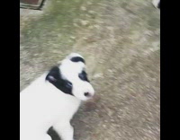 Black white puppy finds out its adopted