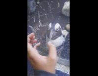 Two penguins follow the hands on the glass