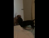 Dachshund wants to play poodle gets mad
