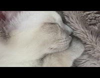 White pet cat breathe snore asleep carpet